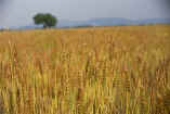 wheat.jpg (2951 octets)